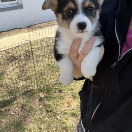 American Corgi Puppies from Whitecreek Corgis of Columbus, IN