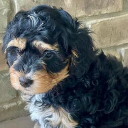 Daisy - Tri-color female Bernedoodle puppy in Mount Pleasant, Texas from Hilary’s Doodle Ranch