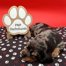 Tommy - Dapple male Dachshund puppy in Ben Wheeler, Texas from P&P Dachshunds