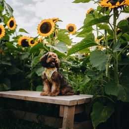 Bernedoodle, Cavapoo, Cockapoo, and Poodle Puppies from Heavenly Puppies to Love