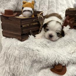 Kaycee - Tricolor male Shih Tzu puppy in Middleboro, Massachusetts from Highland Farm