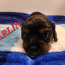 AKC CARLIN - Black and tan male Cavalier King Charles Spaniel puppy in Joplin, Missouri, Missouri from HOL-A-DA CAVALIERS