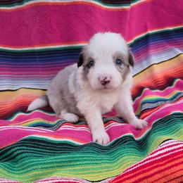 Trixie - Blue merle female Border Collie puppy in Ripley, Oklahoma from Adventure5 Border Collies