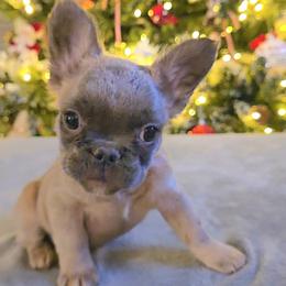 Ivy - Blue fawn female French Bulldog puppy in Raymore, Missouri from Michelle Thompson