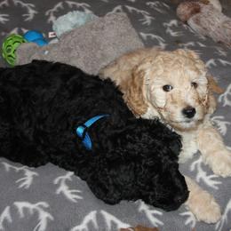 Goldendoodle Puppies from Pampered Paws Pet Massage / Jaynie's Pack of Doodles