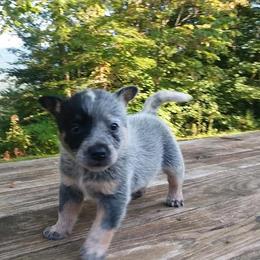 Australian Cattle Dog Puppies from Scrappington Kennels