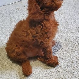 Poodle Puppies from Epiphany Poodles