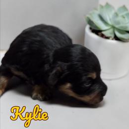 Kylie - Black and silver female Miniature Schnauzer puppy in Clemmons, North Carolina from Schnauzer Snobs