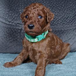 Henry - Red  male Poodle puppy in Abilene, Texas from Mesquite Kennels