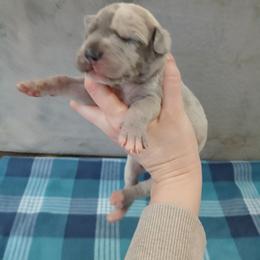 Frodo - Merle male Great Dane puppy in Marshall, Michigan from Dream K9