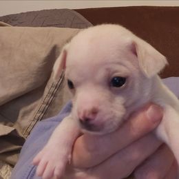Amos - Cream male Chihuahua puppy in Greenfield, Ohio from Paradise Chihuahua Kennel