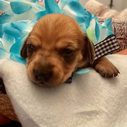 Dachshund Puppies from Mimi’s Doxies