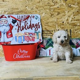 Light Blue - Cream male Goldendoodle puppy in Baldwin, Georgia from Simmons F1b Goldendoodles
