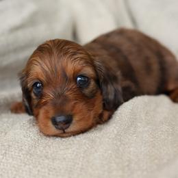 Rufus - Red male Dachshund puppy in El Dorado Hills, California from Golden Hill Dachshunds