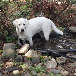 Labrador Retrievers from South Sound Labradors