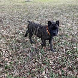 Orange - Black brindle male Cane Corso puppy in Opelousas, Louisiana from Azelees Cane Corso