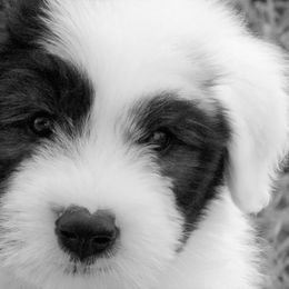Old English Sheepdog Puppies from Roland Hills Farm
