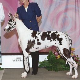 Great Danes from Liberty Danes