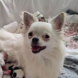 Zola - Chihuahua