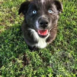 Phantom - Black & white male Australian Shepherd puppy in Amarillo, Texas from Southern Boy Blues Aussies
