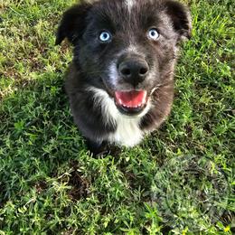 Phantom - Black & white male Australian Shepherd puppy in Amarillo, Texas from Southern Boy Blues Aussies