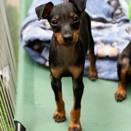 Ibizan Hound and Manchester Terrier Puppies from Dugualla