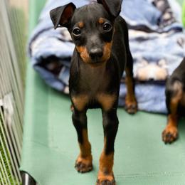 Ibizan Hound and Manchester Terrier Puppies from Dugualla