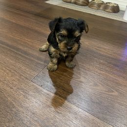 Yorkshire Terrier Puppies from Bragg’s Yorkies
