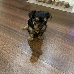 Yorkshire Terrier Puppies from Bragg’s Yorkies