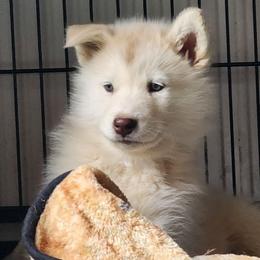 Shilo, white collar - Red and white female Alaskan Malamute puppy in Grayson County, Virginia from River Bend Malamutes