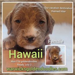 Goldendoodle Puppies from Stacy Warwick