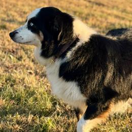 Wren - Australian Shepherd