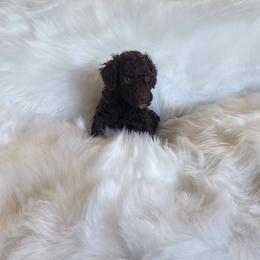 Mr Green - Chocolate male Goldendoodle puppy in Cumming, Georgia from Chattahoochee Kennels