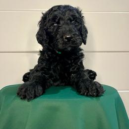 Jester - Black male Goldendoodle puppy in Macclenny, Florida from Davis's Doodles