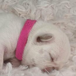 French Bulldog Puppies from Diamond Dreams French Bulldogs