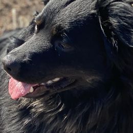 Miniature Australian Shepherds from Rice Creek Aussies