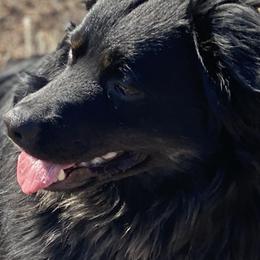 Miniature Australian Shepherds from Rice Creek Aussies