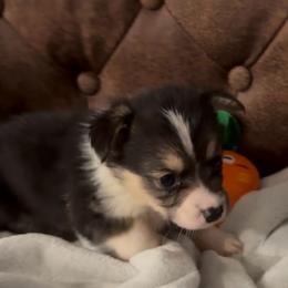 AKC RHT Orange - Black and tan male Pembroke Welsh Corgi puppy in Summerfield, Florida from Promise Land Farm