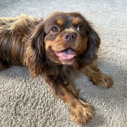 Latte - Cavalier King Charles Spaniel