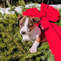 Dasher - Tri-color male Russell Terrier puppy in Sandown, New Hampshire from Patch Wood Irish Jacks