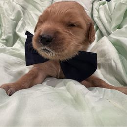 Zurg:Black Collar - Dark golden male Golden Retriever puppy in Monterey, Tennessee from Lawson’s Green Acres Goldens and Doodles