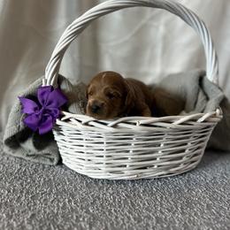 Purple Collar Female - Red  female Goldendoodle puppy in Bradenton, Florida from Suncoast Goldendoodles
