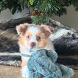 Miniature Australian Shepherd and Toy Australian Shepherd Puppies from Pleasant Grove Aussies