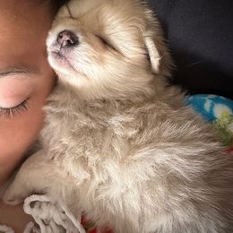 Pomeranian Puppies from Patricia's Pomeranians