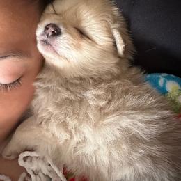 Pomeranian Puppies from Patricia's Pomeranians