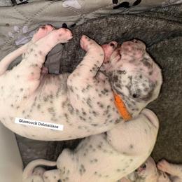 Dalmatian Puppies from Glasscock Dalmatians