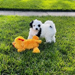 Sheepadoodle Puppies from Downriver Doodles