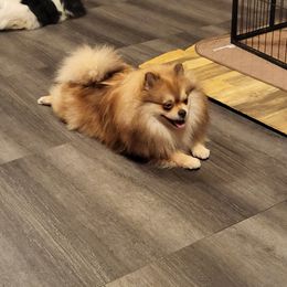 Sofie - Pomeranian
