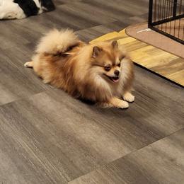 Sofie - Pomeranian