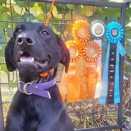 Nyx - Labrador Retriever